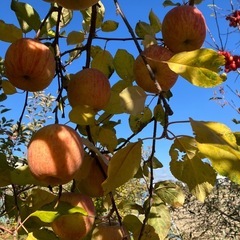 葉取らず　樹上完熟ふじリンゴの画像