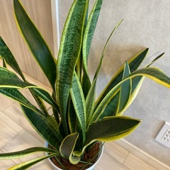 サンスベリアの画像