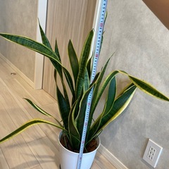 サンスベリアの画像