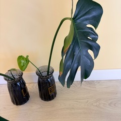 モンステラ2本セットの画像