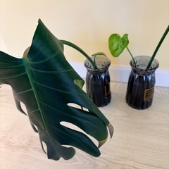 モンステラ2本セットの画像
