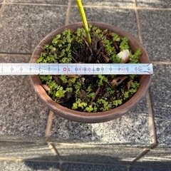 蘇轍　ソテツ　の画像