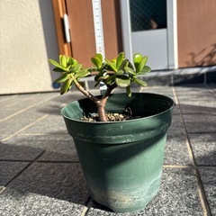 金のなる木の画像