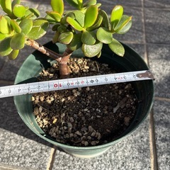 金のなる木の画像