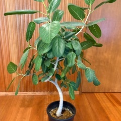 おしゃれな観葉植物 フィカス・ベンガレンシス　高さ約140cmの画像