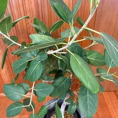 おしゃれな観葉植物 フィカス・ベンガレンシス　高さ約140cmの画像