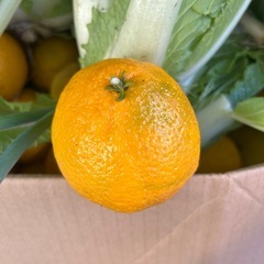 本日限定‼︎白菜、小さいデコポン、わさび菜、柚子の画像