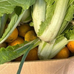 本日限定‼︎白菜、小さいデコポン、わさび菜、柚子の画像