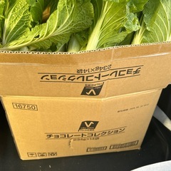 本日限定‼︎白菜、小さいデコポン、わさび菜、柚子の画像