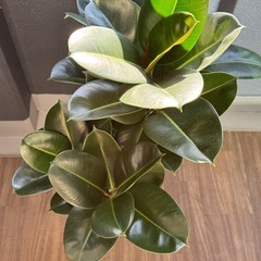 フィカスソフィア7号の画像