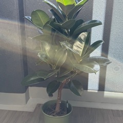 フィカスソフィア7号の画像