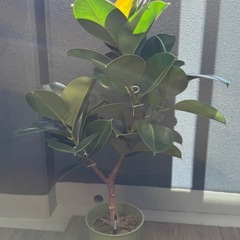 フィカスソフィア7号の画像