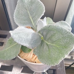 セネシオ エンジェルウィングス（4号鉢入り）の画像