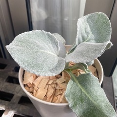 セネシオ エンジェルウィングス（4号鉢入り）の画像