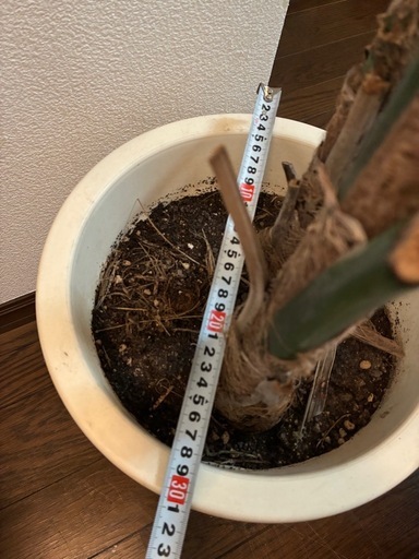 観葉植物　ケンチャヤシ