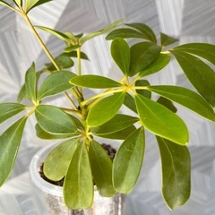 ⭐️お譲り先決定❗️【観葉植物】　シェフレアコンパクタの画像