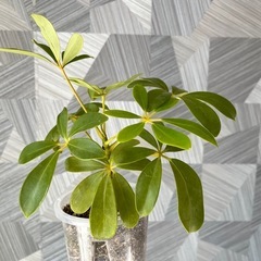 ⭐️お譲り先決定❗️【観葉植物】　シェフレアコンパクタの画像