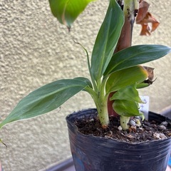 ドワーフモンキーバナナ苗の画像