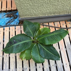 ドワーフモンキーバナナ苗の画像