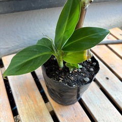 ドワーフモンキーバナナ苗の画像