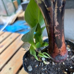 ドワーフモンキーバナナ苗の画像