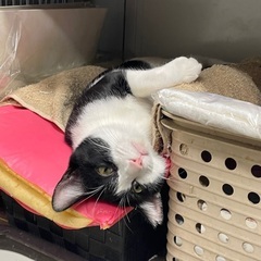 ハチくんと、ペロおばさん