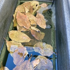 柿の葉10-20枚の画像