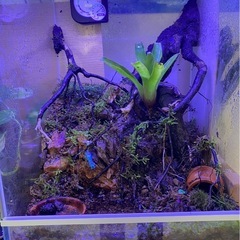 コケリウム30×30×45の画像