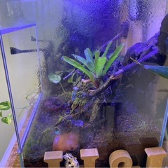 コケリウム30×30×45の画像