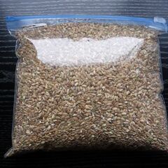 (新米)兵庫県産 産地直送 R7年度産山田錦くず米 玄米 無農薬玄30kgの画像