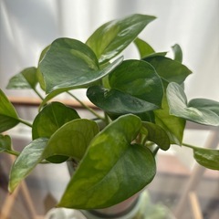 ポトス   の画像