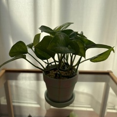 ポトス   の画像