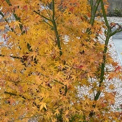 紅葉の木の画像