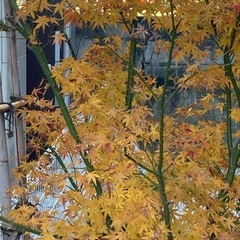 紅葉の木の画像