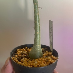 アデニウム　オペスムの画像