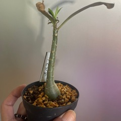 アデニウム　オペスムの画像