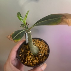 アデニウム　オペスムの画像