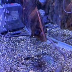 約16センチダトニオ、ドラス差し上げす。の画像