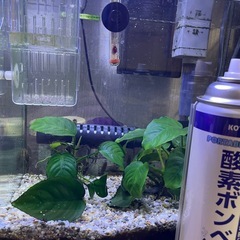 熱帯魚　オトシンクルスネグロの画像