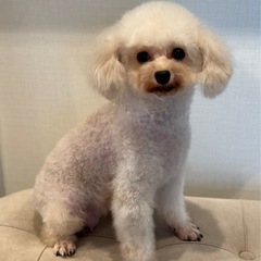 人懐っこいプードルちゃん