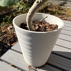 ゴムの木　フィカス　ハートの葉っぱ付の画像