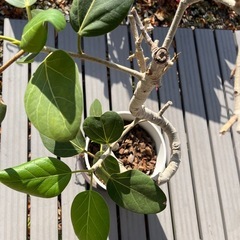 ゴムの木　フィカス　ハートの葉っぱ付の画像