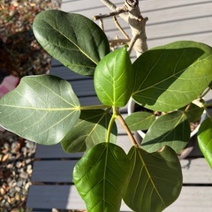 ゴムの木　フィカス　ハートの葉っぱ付の画像