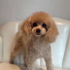 わんこも人も大好きです！