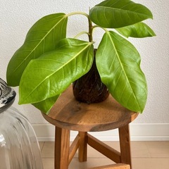 ③ フィカス アルテシーマ　の画像