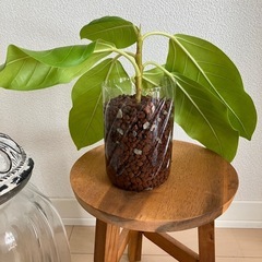 ③ フィカス アルテシーマ　の画像