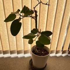 ゴムの木　フィカス　ハートの葉っぱ付の画像