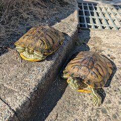 亀(ミシシッピアカミミガメ)2匹同時に引き取って頂ける方