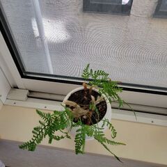 観葉植物　シダの画像