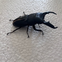 説明必読‼️ミンダナオヒラタクワガタ(♂羽パカ)@ペアの画像